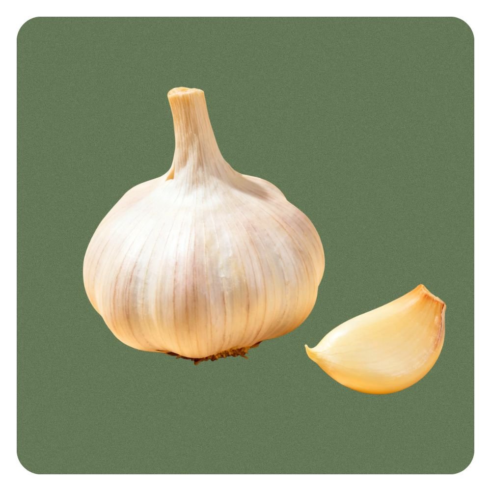 Garlic
