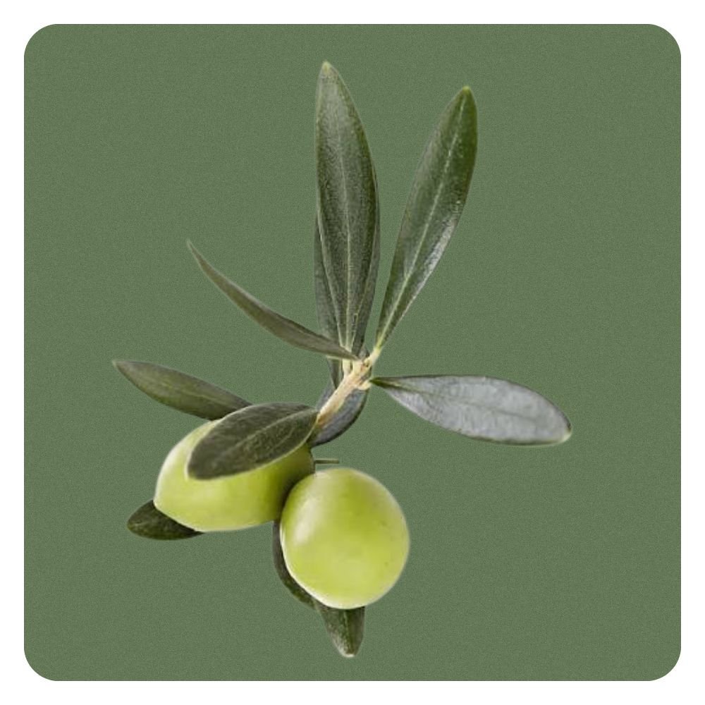 Olive Leaf